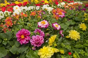 N.G.M.AGROCARE Dahlia Double Mixed Flower Seeds ( Pack of 100 Seeds )-thumb1