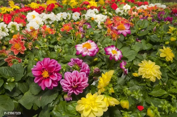 N.G.M.AGROCARE Dahlia Double Mixed Flower Seeds ( Pack of 100 Seeds )-thumb2