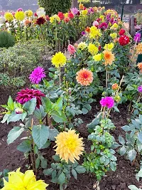 N.G.M.AGROCARE Dahlia Double Mixed Flower Seeds ( Pack of 100 Seeds )-thumb2