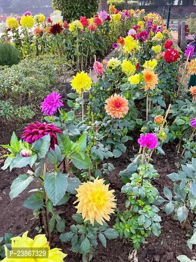N.G.M.AGROCARE Dahlia Double Mixed Flower Seeds ( Pack of 100 Seeds )-thumb3