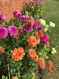 N.G.M.AGROCARE Dahlia Double Mixed Flower Seeds ( Pack of 100 Seeds )-thumb3