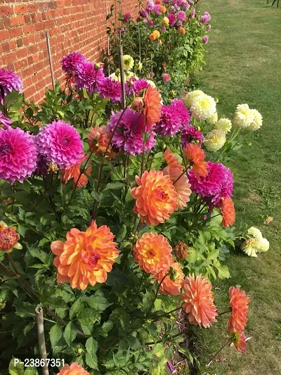 N.G.M.AGROCARE Dahlia Double Mixed Flower Seeds ( Pack of 200 Seeds )