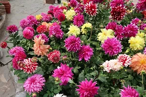 N.G.M.AGROCARE Dahlia Double Mixed Flower Seeds ( Pack of 200 Seeds )-thumb1