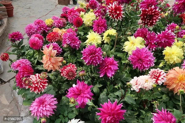 N.G.M.AGROCARE Dahlia Double Mixed Flower Seeds ( Pack of 200 Seeds )-thumb2