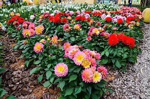 N.G.M.AGROCARE Dahlia Double Mixed Flower Seeds ( Pack Of 5 Gram Flower Seeds )-thumb1