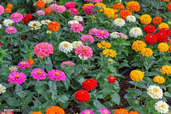 N.G.M.AGROCARE Zinnia Double Mixed Flower Seeds ( Pack Of 50 Flower Seeds )-thumb0