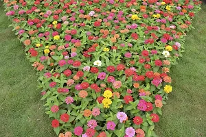 N.G.M.AGROCARE Zinnia Double Mixed Flower Seeds ( Pack Of 50 Flower Seeds )-thumb2