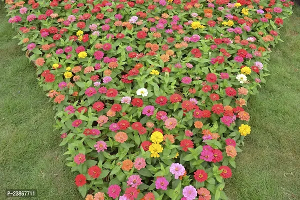 N.G.M.AGROCARE Zinnia Double Mixed Flower Seeds ( Pack Of 50 Flower Seeds )-thumb3