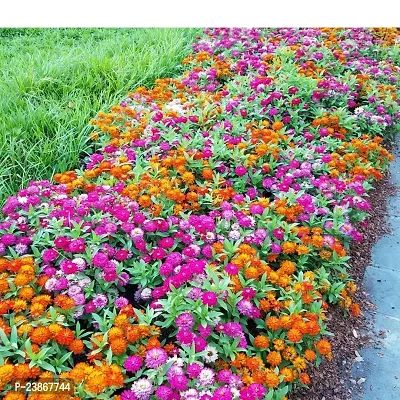 N.G.M.AGROCARE Zinnia Double Mixed Flower Seeds ( Pack Of 100 Flower Seeds )-thumb0