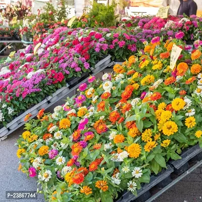 N.G.M.AGROCARE Zinnia Double Mixed Flower Seeds ( Pack Of 100 Flower Seeds )-thumb2