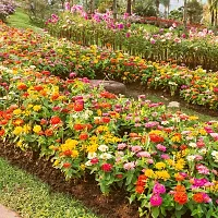 N.G.M.AGROCARE Zinnia Double Mixed Flower Seeds ( Pack Of 100 Flower Seeds )-thumb2