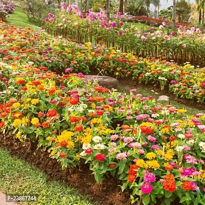 N.G.M.AGROCARE Zinnia Double Mixed Flower Seeds ( Pack Of 100 Flower Seeds )-thumb3