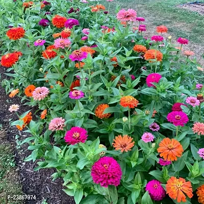 N.G.M.AGROCARE Zinnia Double Mixed Flower Seeds ( Pack Of 200 Flower Seeds )-thumb0