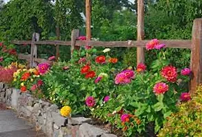 N.G.M.AGROCARE Zinnia Double Mixed Flower Seeds ( Pack Of 200 Flower Seeds )-thumb1