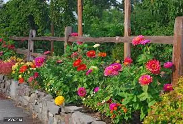 N.G.M.AGROCARE Zinnia Double Mixed Flower Seeds ( Pack Of 200 Flower Seeds )-thumb2