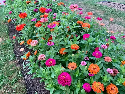 N.G.M.AGROCARE Zinnia Double Mixed Flower Seeds ( Pack Of 200 Flower Seeds )-thumb3