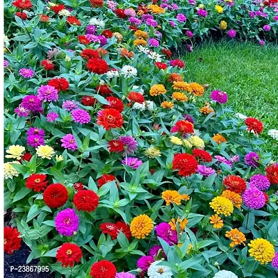 N.G.M.AGROCARE Zinnia Double Mixed Flower Seeds ( Pack Of 5 Gram  Flower Seeds )-thumb0
