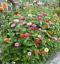 N.G.M.AGROCARE Zinnia Double Mixed Flower Seeds ( Pack Of 5 Gram  Flower Seeds )-thumb1