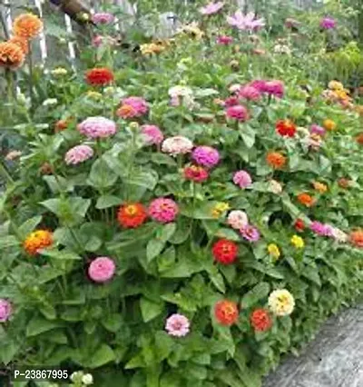 N.G.M.AGROCARE Zinnia Double Mixed Flower Seeds ( Pack Of 5 Gram  Flower Seeds )-thumb2