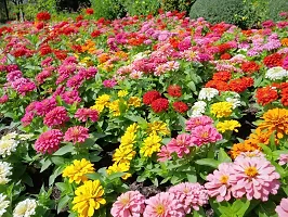 N.G.M.AGROCARE Zinnia Double Mixed Flower Seeds ( Pack Of 5 Gram  Flower Seeds )-thumb2