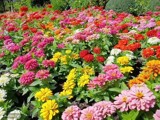 N.G.M.AGROCARE Zinnia Double Mixed Flower Seeds ( Pack Of 5 Gram  Flower Seeds )-thumb3