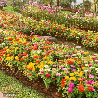 N.G.M.AGROCARE Zinnia Double Mixed Flower Seeds ( Pack Of 10 Gram  Flower Seeds )-thumb0