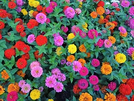 N.G.M.AGROCARE Zinnia Double Mixed Flower Seeds ( Pack Of 10 Gram  Flower Seeds )-thumb2