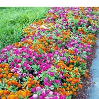 N.G.M.AGROCARE Zinnia Double Mixed Flower Seeds ( Pack Of 10 Gram  Flower Seeds )-thumb3
