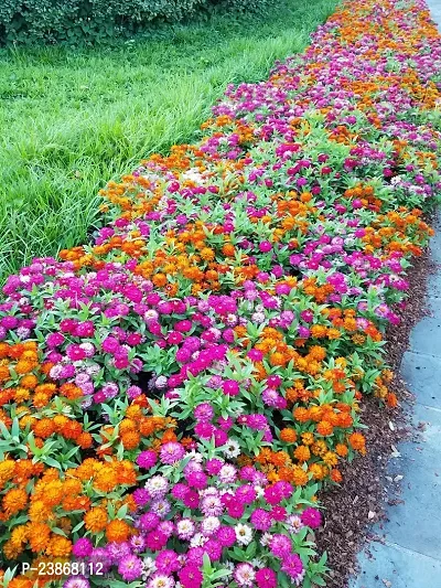 N.G.M.AGROCARE Zinnia Double Mixed Flower Seeds ( Pack Of 20 Gram  Flower Seeds )-thumb3