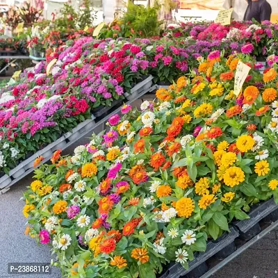 N.G.M.AGROCARE Zinnia Double Mixed Flower Seeds ( Pack Of 20 Gram  Flower Seeds )-thumb4