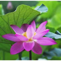 N.G.M.AGROCARE Lotus/Kamal Flower Mixed Seed  ( Pack Of 10 Seeds )-thumb2