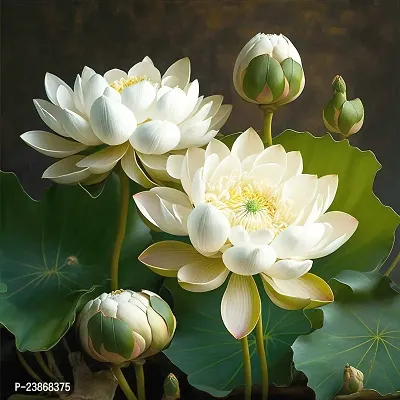 N.G.M.AGROCARE Lotus/Kamal Flower Mixed Seed  ( Pack Of 20 Seeds )