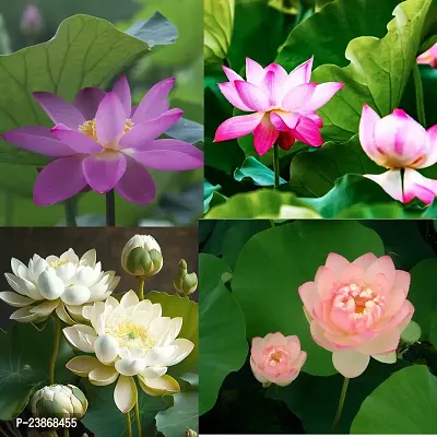 N.G.M.AGROCARE Lotus/Kamal Flower Mixed Seed  ( Pack Of 50 Seeds )-thumb3