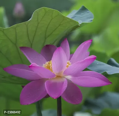 N.G.M.AGROCARE Lotus/Kamal Flower Mixed Seed  ( Pack Of 100 Seeds )-thumb0