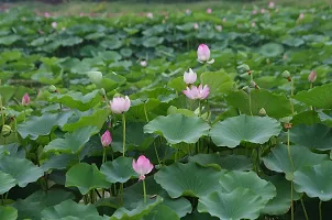 N.G.M.AGROCARE Lotus/Kamal Flower Mixed Seed  ( Pack Of 100 Seeds )-thumb2