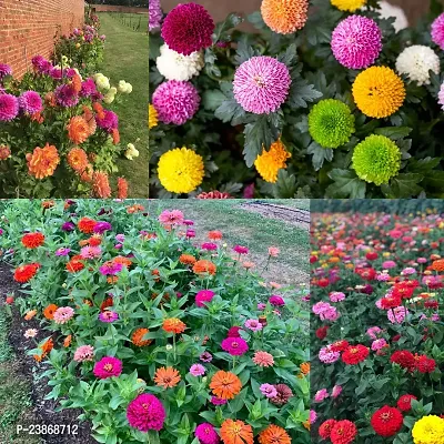 N.G.M.AGROCARE Zinnia Dahlia Double Mixed Flower Seeds ( Pack Of 100 Flower Seeds )-thumb0