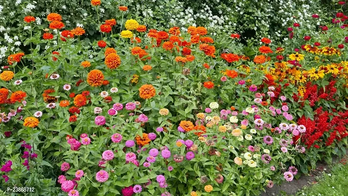 N.G.M.AGROCARE Zinnia Dahlia Double Mixed Flower Seeds ( Pack Of 100 Flower Seeds )-thumb4