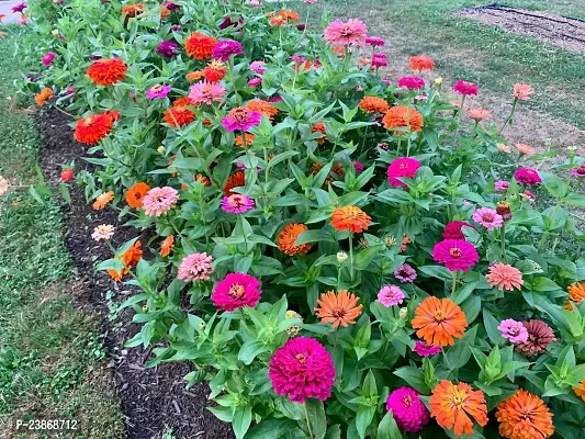 N.G.M.AGROCARE Zinnia Dahlia Double Mixed Flower Seeds ( Pack Of 100 Flower Seeds )-thumb2