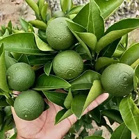 N.G.M.AGROCARE Grafted Malta Mosambi Lemon Fruit Plant ( Pack Of 1 Plant )-thumb1