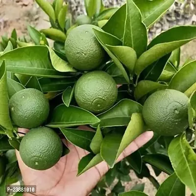 N.G.M.AGROCARE Grafted Malta Mosambi Lemon Fruit Plant ( Pack Of 1 Plant )-thumb2