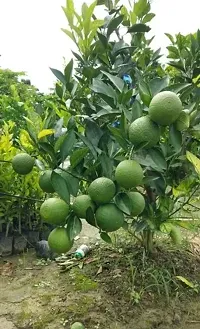 N.G.M.AGROCARE Grafted Malta Mosambi Lemon Fruit Plant ( Pack Of 1 Plant )-thumb2