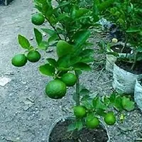 N.G.M.AGROCARE Grafted Bari-1 Sweet Malta Lemon Fruit Plant ( Pack Of 1  Plant )-thumb2