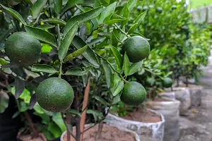 N.G.M.AGROCARE Grafted Misoriyo Malta Lemon Plant ( Pack Of 1 Plant )-thumb2