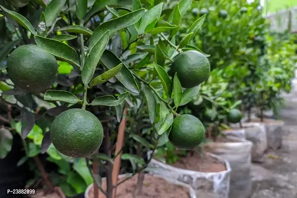 N.G.M.AGROCARE Grafted Misoriyo Malta Lemon Plant ( Pack Of 1 Plant )-thumb3