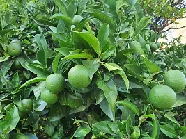 N.G.M.AGROCARE Grafted Vietnam Malta Mosambi Lemon Fruit Plant ( Pack Of 1 Plant )-thumb1