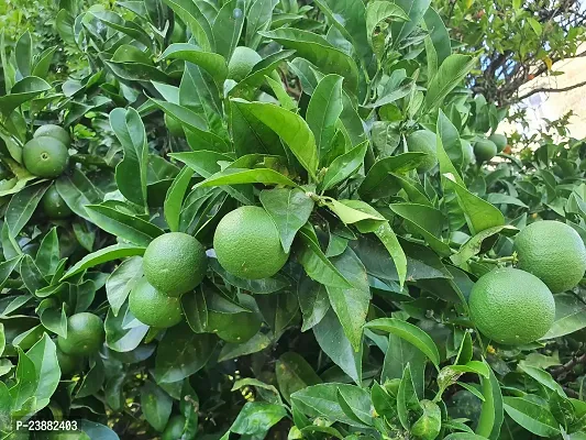 N.G.M.AGROCARE Grafted Vietnam Malta Mosambi Lemon Fruit Plant ( Pack Of 1 Plant )-thumb2