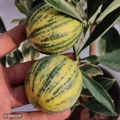 N.G.M.AGROCARE Grafted Variegated Malta Mosambi Lemon Plant ( pack of 1 plant )