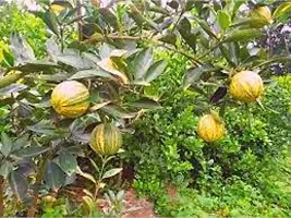 N.G.M.AGROCARE Grafted Variegated Malta Mosambi Lemon Plant ( pack of 1 plant )-thumb3