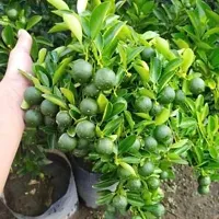 N.G.M.AGROCARE Grafted Chinese Malta Lemon Fruit Plant ( Pack Of 1 Plant )-thumb1