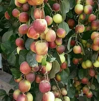 N.G.M.AGROCARE Grafted Red Apple Ber/Kul/Jujube Plant ( Pack Of 1 Plant )-thumb1